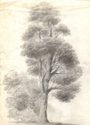 Drawing 16 [Tree]   Undated   14x10   Direct
