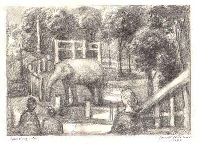 Drawing 98 [ Stuarts] San Diego Zoo  2000   6x8   Direct
